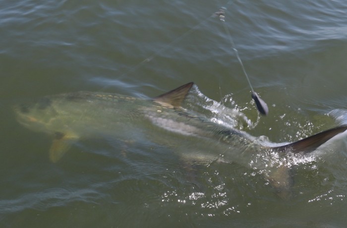 Little action shot of a large Tarpon boat side