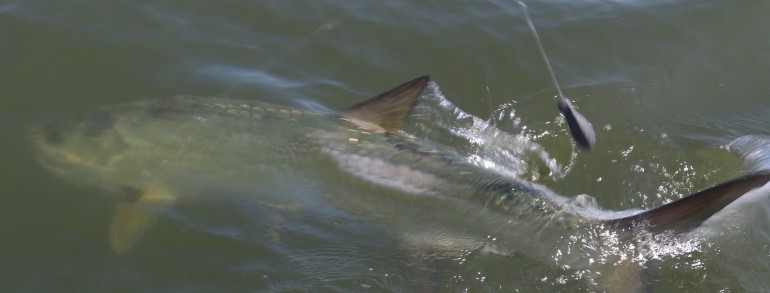 Little action shot of a large Tarpon boat side