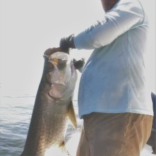 75 pound Tarpon out of Mayport Inlet