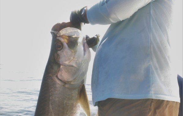 75 pound Tarpon out of Mayport Inlet