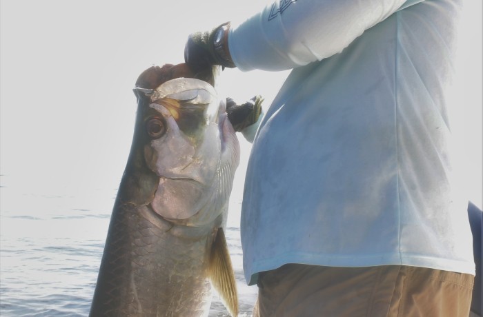 75 pound Tarpon out of Mayport Inlet