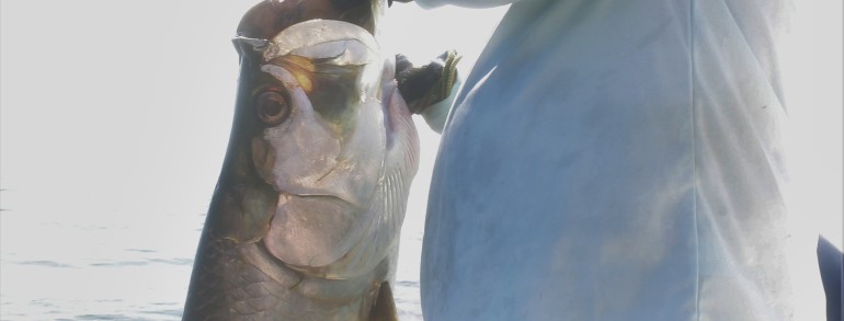 75 pound Tarpon out of Mayport Inlet