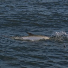 An action shot of a Tarpon rolling to gulp air during a battle
