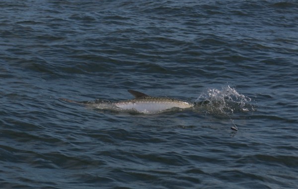 An action shot of a Tarpon rolling to gulp air during a battle