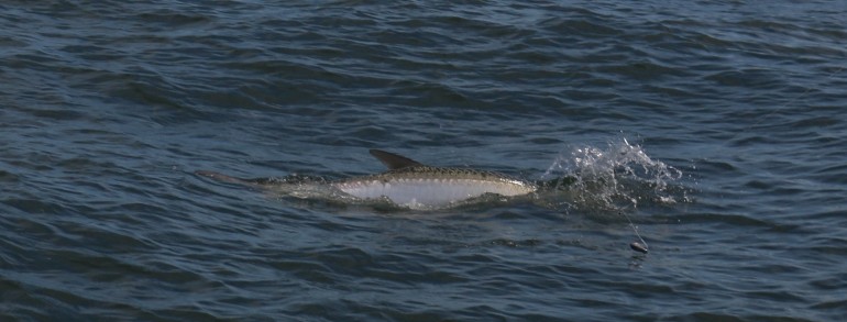 An action shot of a Tarpon rolling to gulp air during a battle