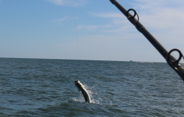 Tarpon at the start of a full breach