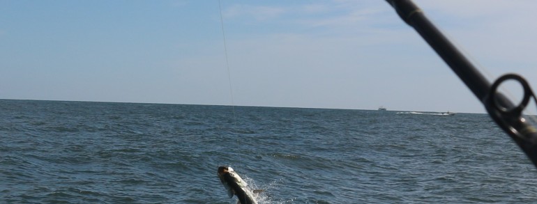 Tarpon at the start of a full breach