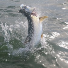 This Tarpon didn’t like me grabbing it’s lip to land it