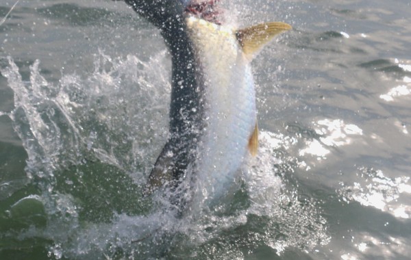 This Tarpon didn’t like me grabbing it’s lip to land it