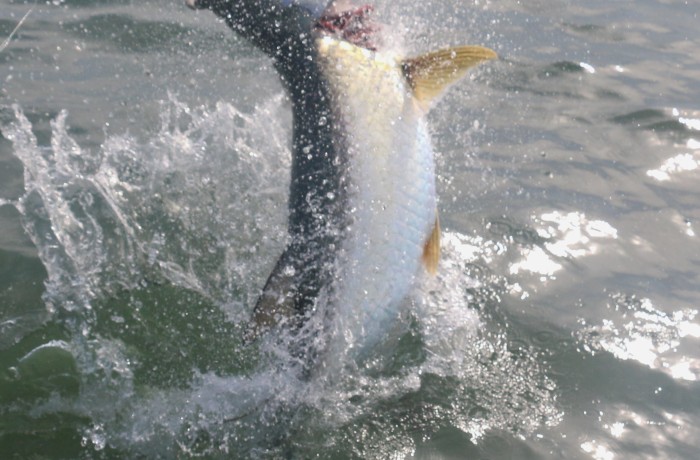 This Tarpon didn’t like me grabbing it’s lip to land it