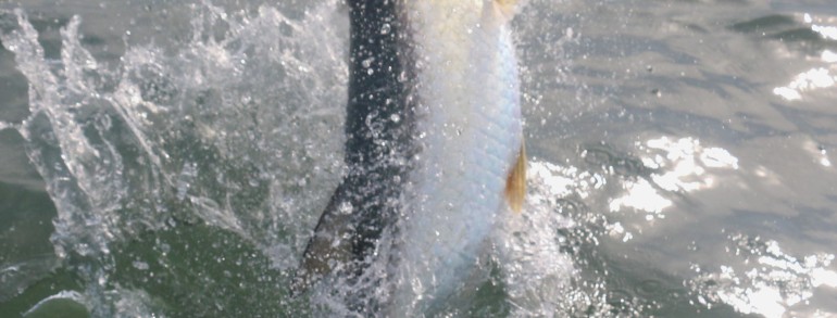 This Tarpon didn’t like me grabbing it’s lip to land it