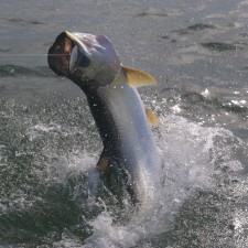 Action shot of a large Tarpon coming in for a landing after a full breach