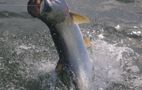 Action shot of a large Tarpon coming in for a landing after a full breach