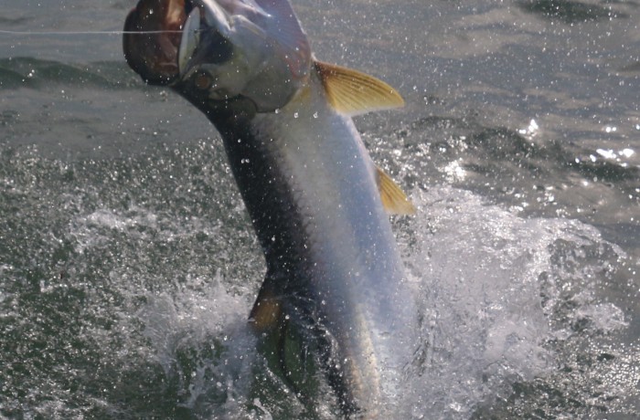 Action shot of a large Tarpon coming in for a landing after a full breach