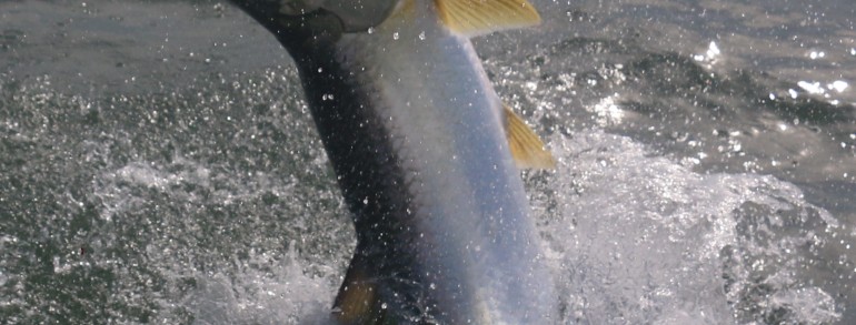 Action shot of a large Tarpon coming in for a landing after a full breach