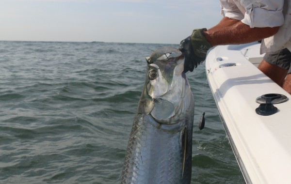 Jason with a 60 pound Mayport Inlet Tarpon