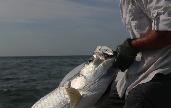 Jason with an 80 pound Tarpon