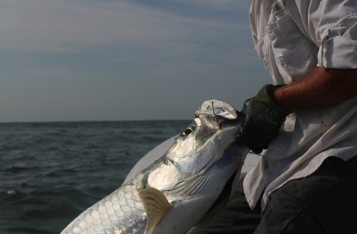 Jason with an 80 pound Tarpon