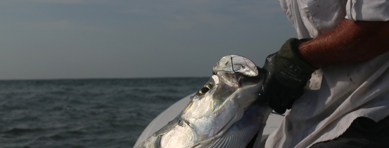 Jason with an 80 pound Tarpon