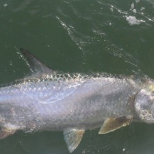 100 pound Tarpon out of Mayport Inlet