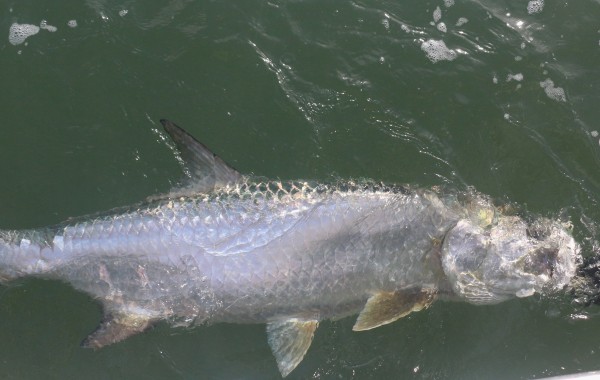 100 pound Tarpon out of Mayport Inlet