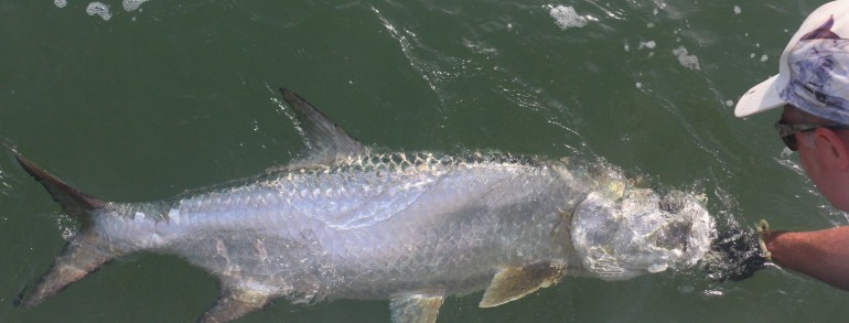 100 pound Tarpon out of Mayport Inlet