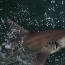 Massive Black Tip Shark boat side