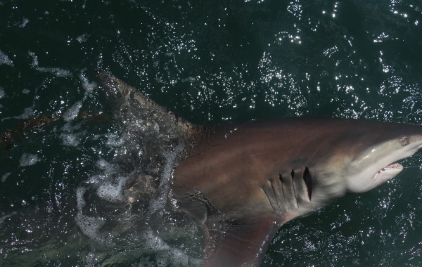 Massive Black Tip Shark boat side