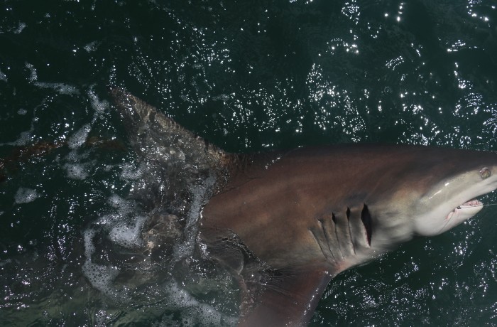 Massive Black Tip Shark boat side