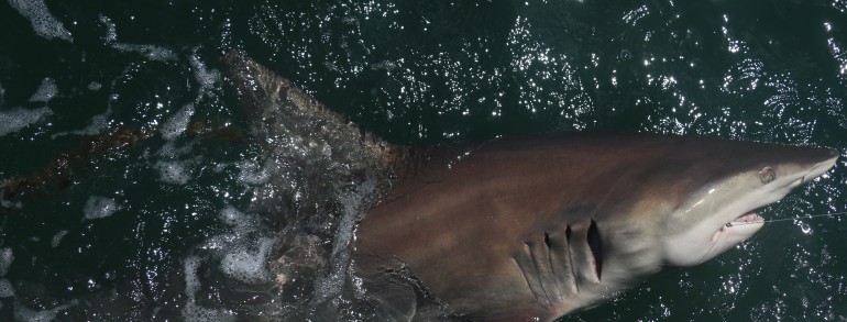 Massive Black Tip Shark boat side
