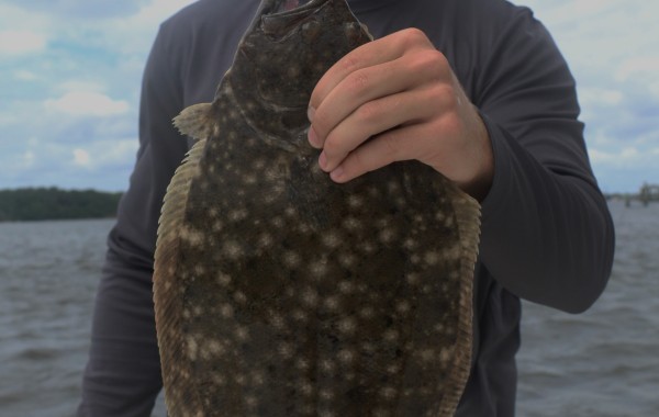 A slab of a Flounder