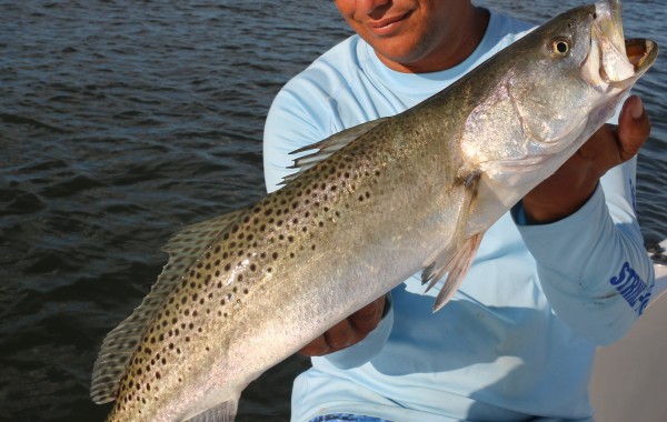 27 inch Gator Trout