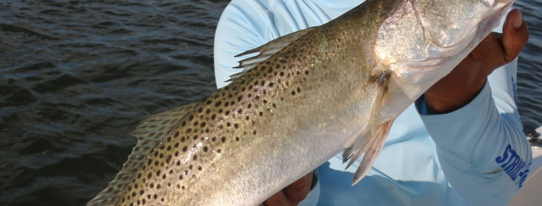 27 inch Gator Trout