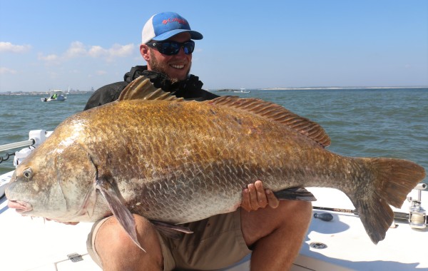 80 pound Black Drum