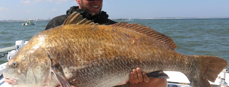 80 pound Black Drum