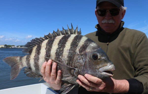 10 pound Sheepshead