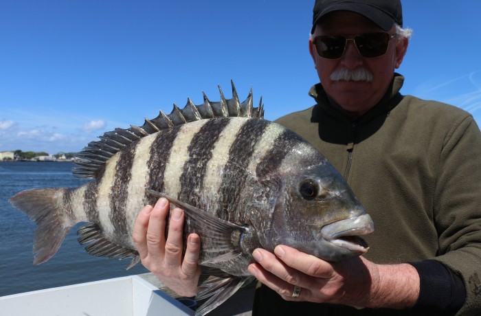 10 pound Sheepshead
