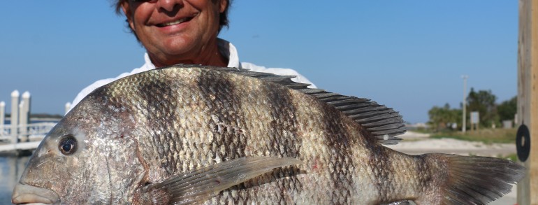 10.5 pound Sheepshead