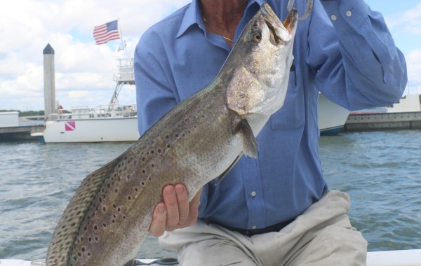 29 inch Speckled Trout