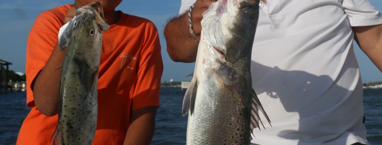 26 inch Speckled Trout