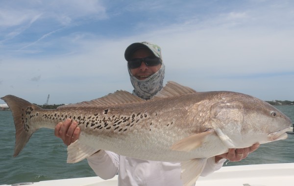 40+ inch Bull Red covered in Spots
