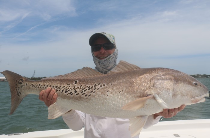 40+ inch Bull Red covered in Spots