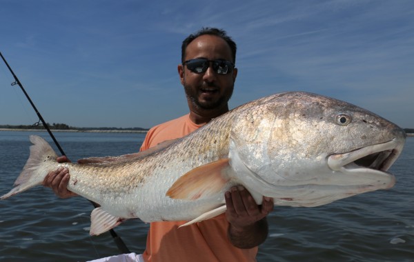 43 inch Bull Red
