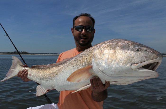 43 inch Bull Red
