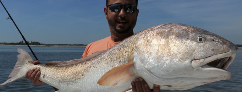 43 inch Bull Red
