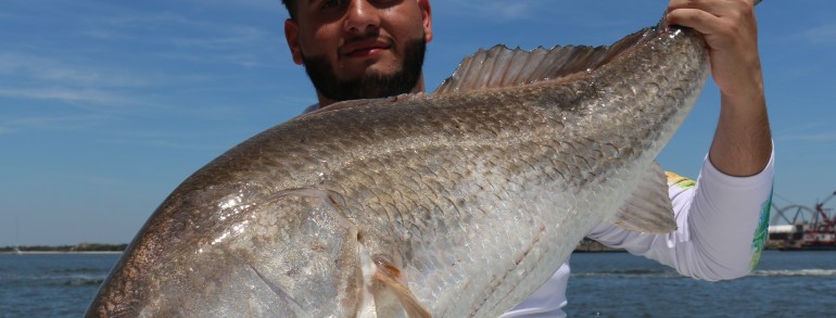 44 inch Bull Red