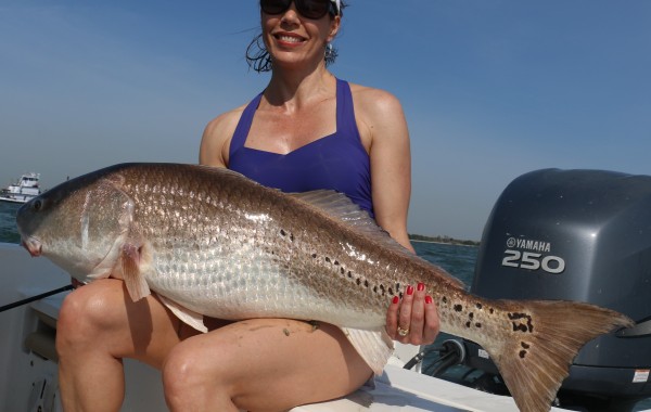 44 inch Bull Red