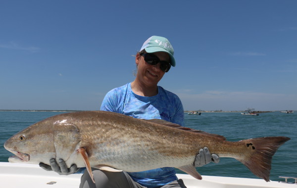 44 inch Bull Red