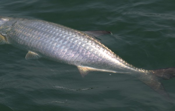 Working on the leader touch