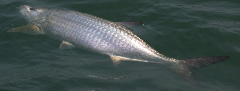 Working on the leader touch